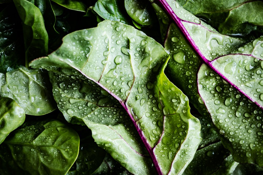 Beetroot leaves lie piled together covered in dew