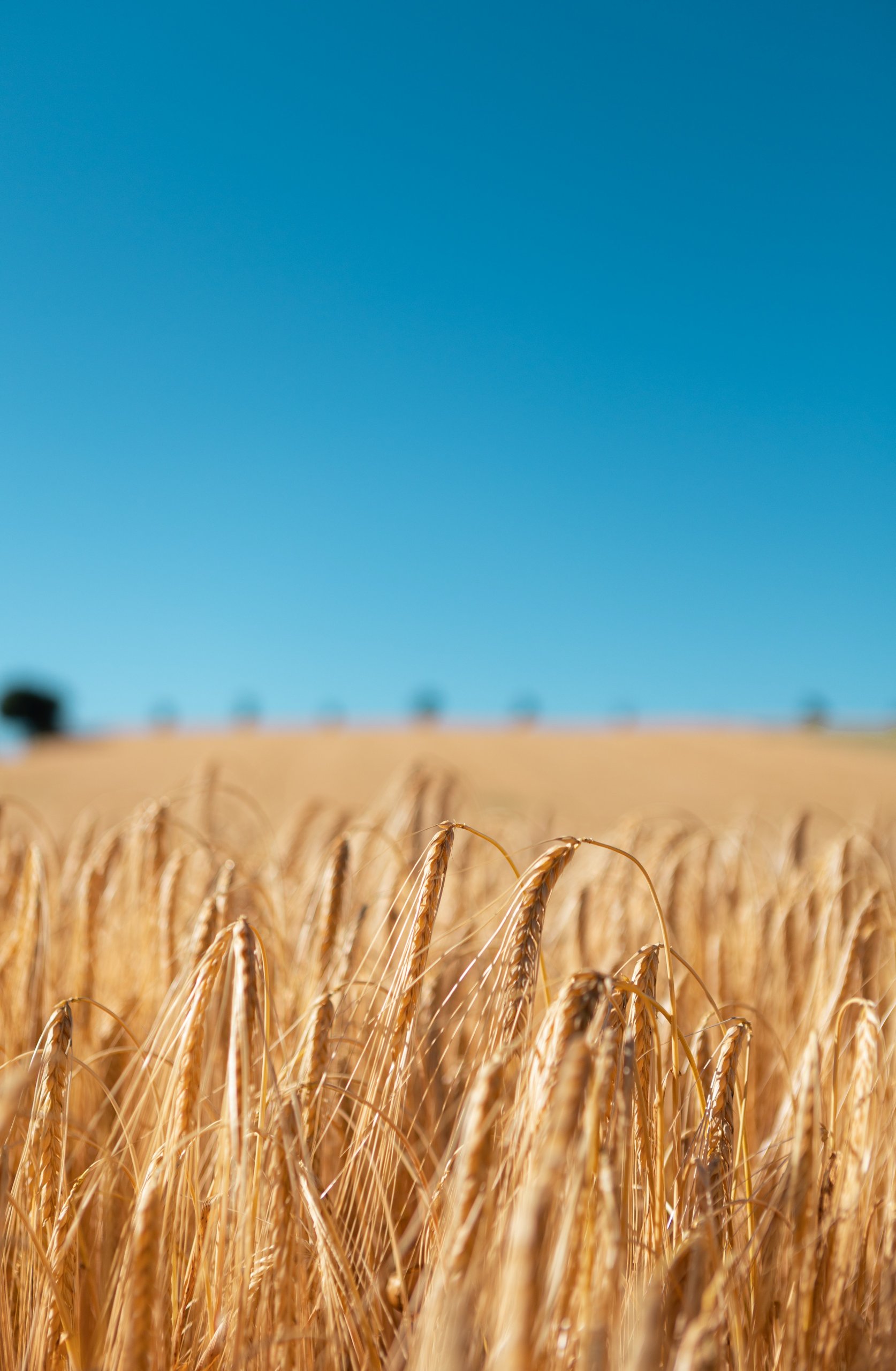 A bright field of golden wheat against a cloudless blue sky