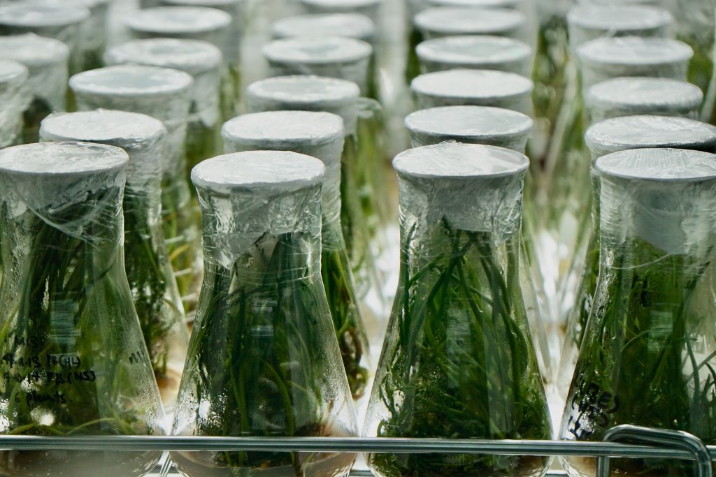 Beakers full of green shoots with a ethereal white light shining from below