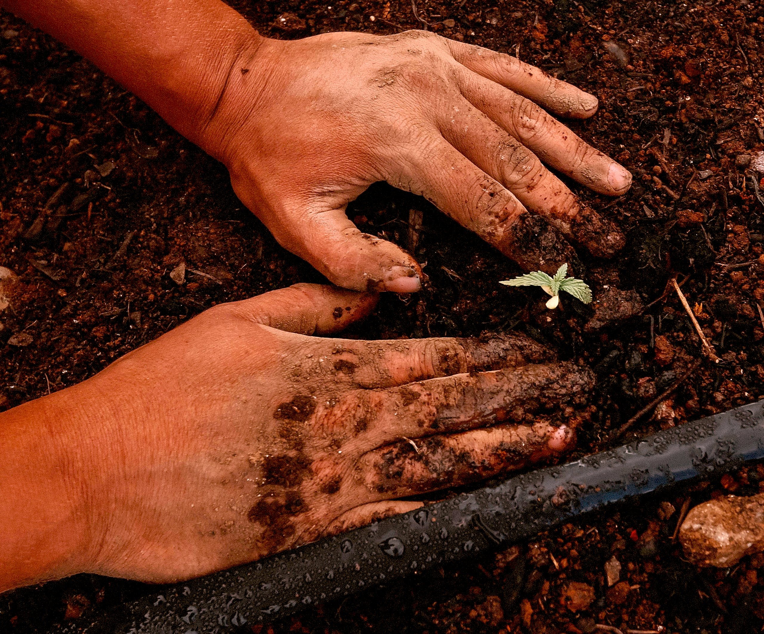 two hands pile earth arounda small green sprout emerging from rich brown soil.