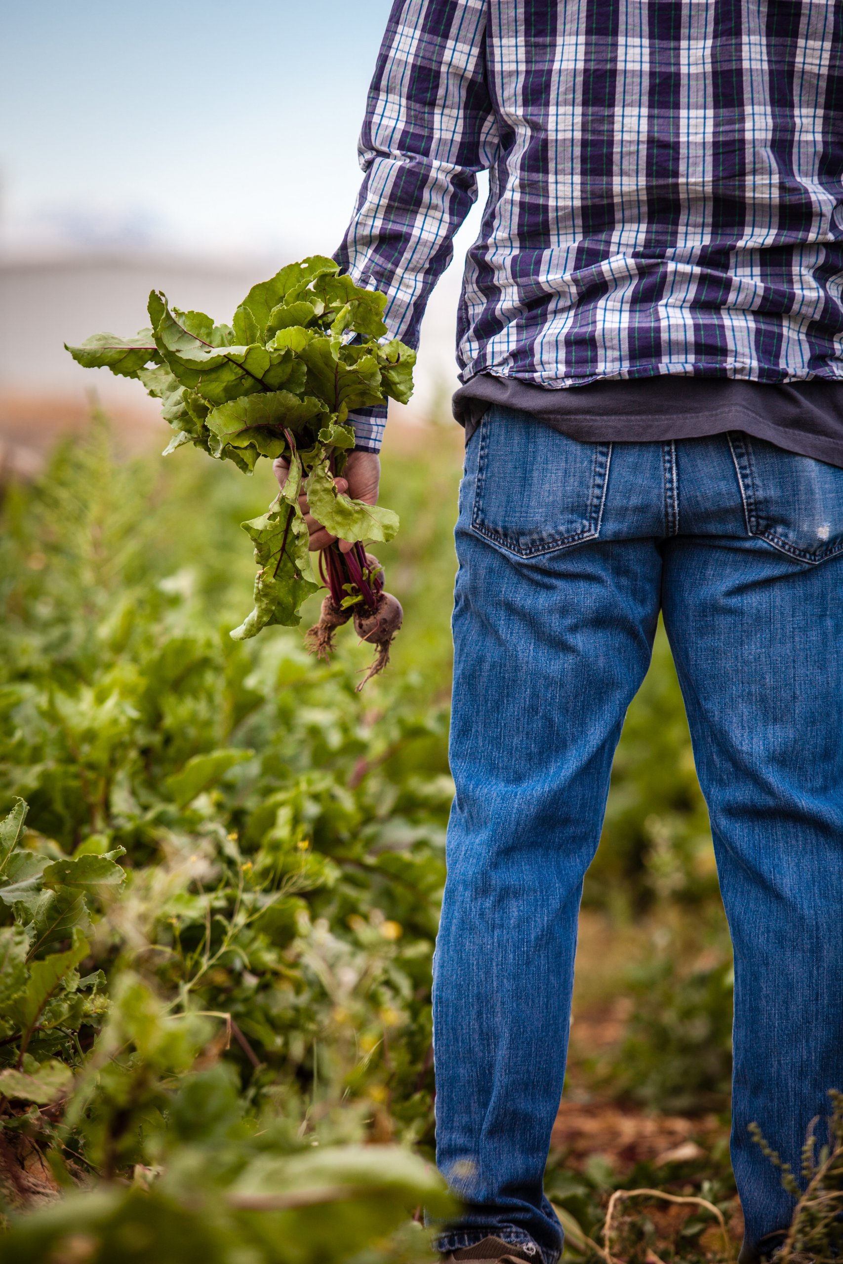 a photo from behind a farmer wearing blue jeans and a blue and white stripe shirt, they are holding a bunch of beetroots by the stem in a field of reen leaves 