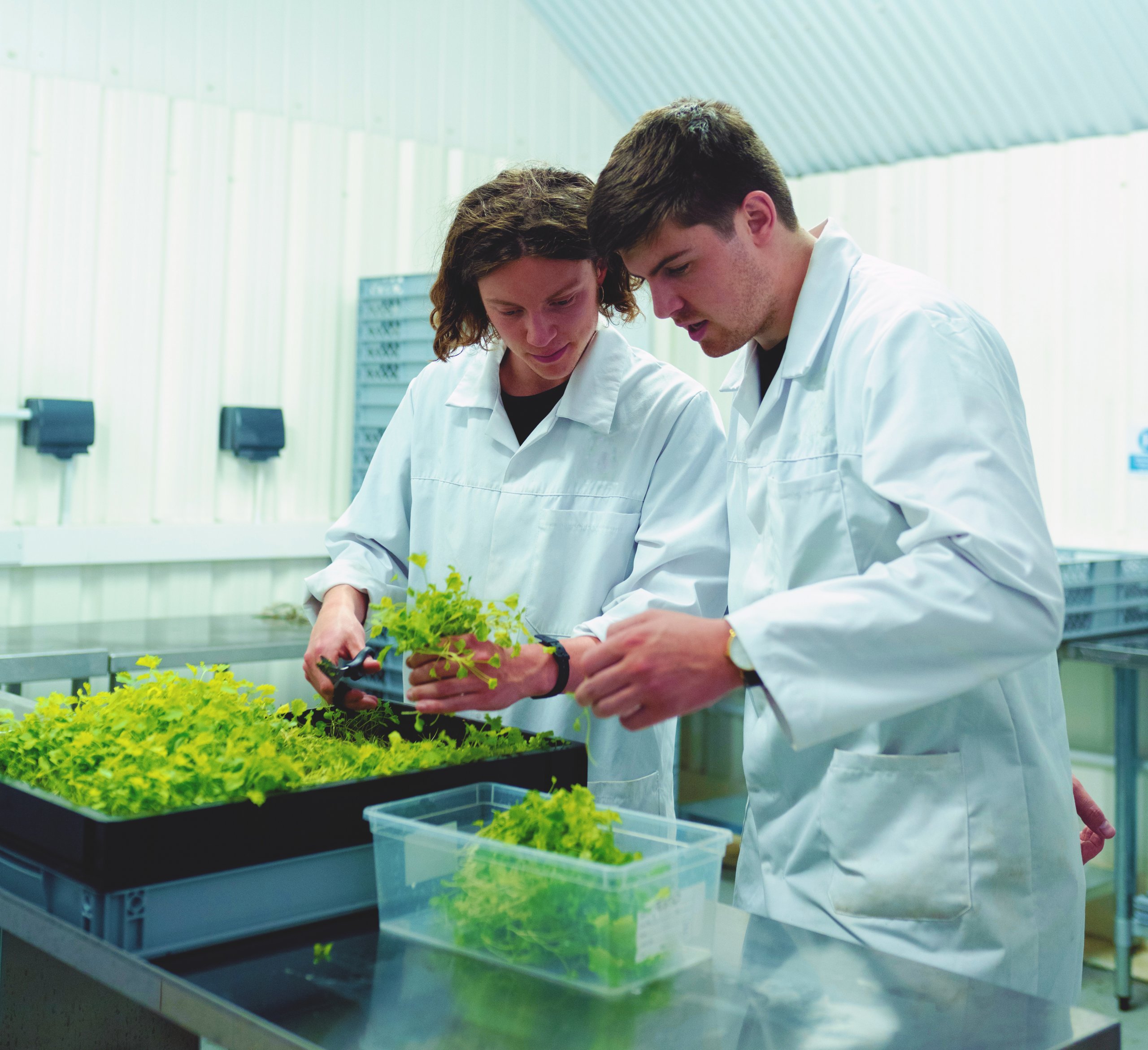 two scientists in whitelab coats examine bright greeen plants in a large brown and white tub nad a clear plastic container.