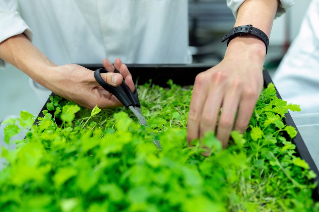a scientist trims bright green plants with a pair of scissors