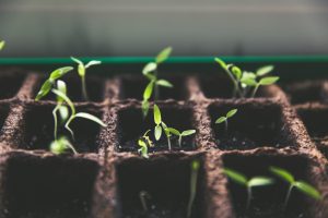 Small green shoots sit in a tray of dark earth